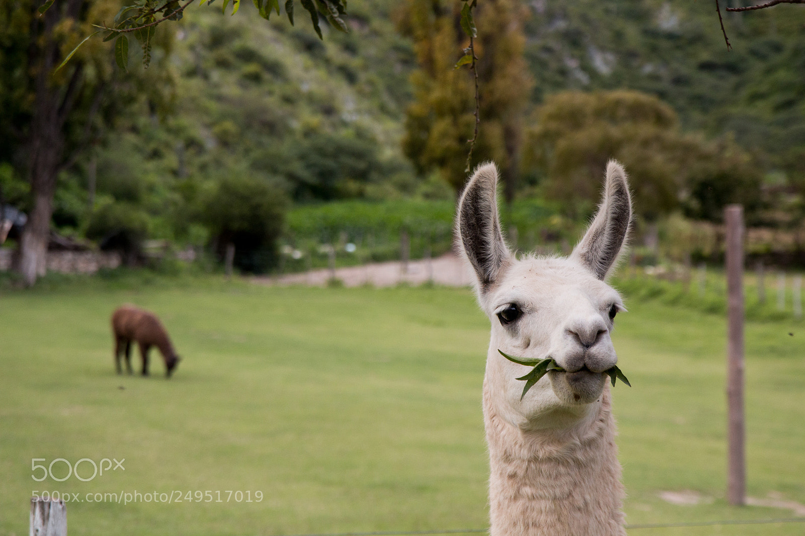 Canon EOS 70D sample photo. Lama // argentina photography