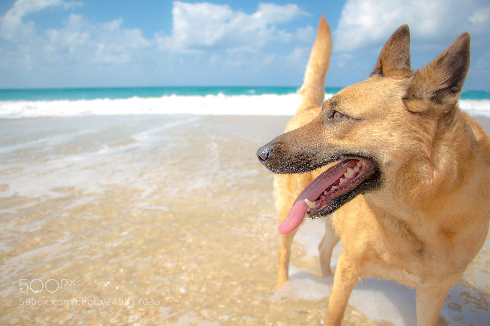 Canon EOS 700D (EOS Rebel T5i / EOS Kiss X7i) sample photo. Dog with tongue out photography