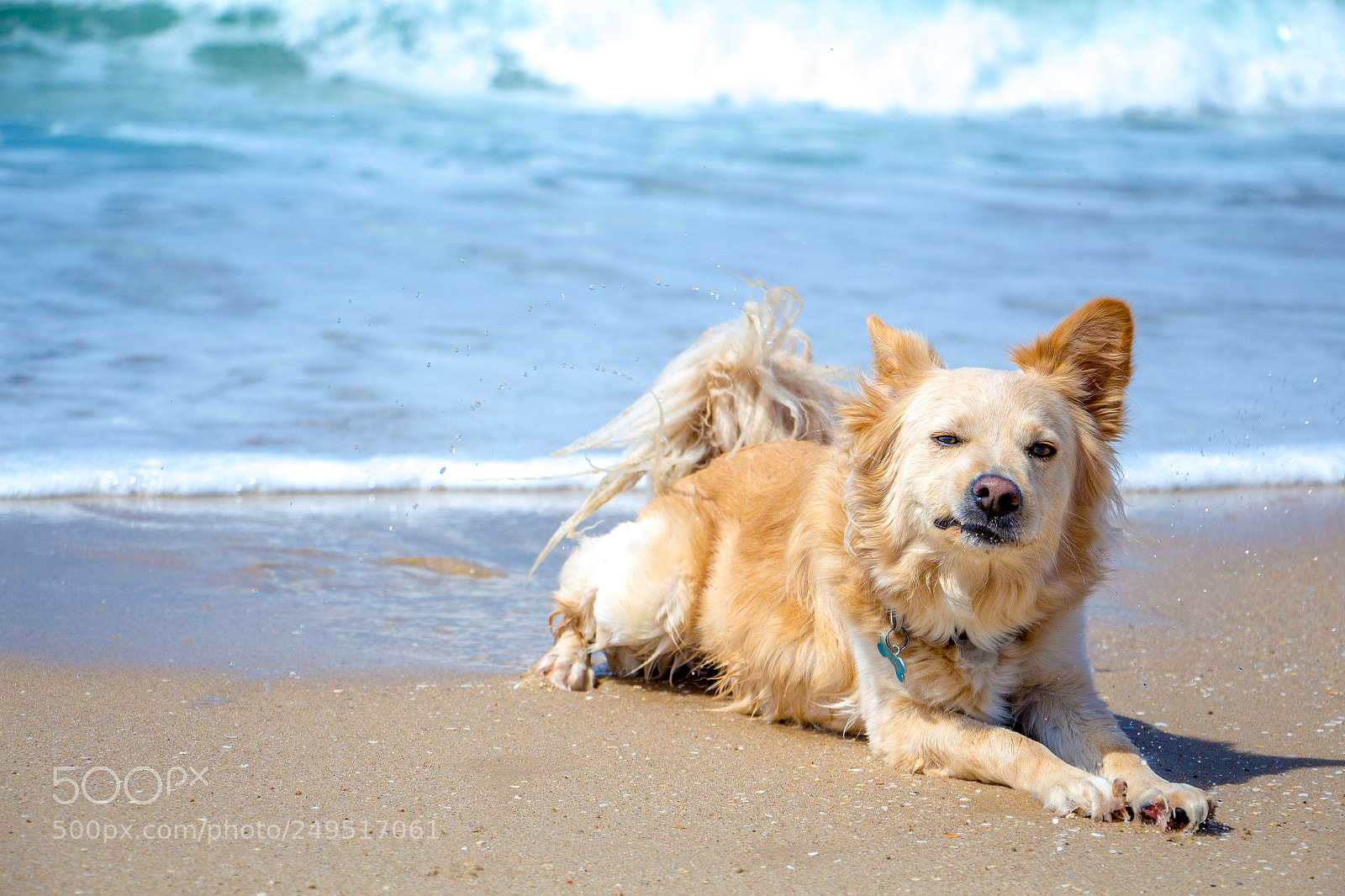 Canon EOS 700D (EOS Rebel T5i / EOS Kiss X7i) sample photo. Dog's eyebrow raised like photography