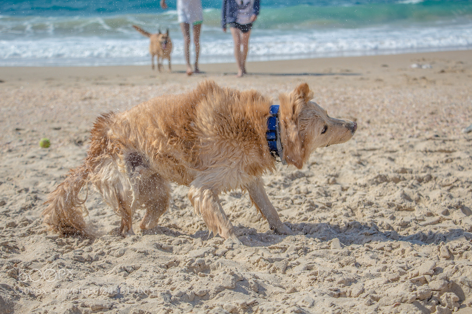 Canon EOS 700D (EOS Rebel T5i / EOS Kiss X7i) sample photo. Dog shaking his body photography