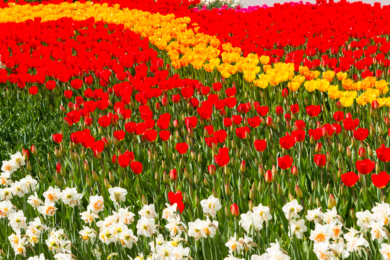 Canon EOS-1D Mark IV sample photo. Field of tulips in photography