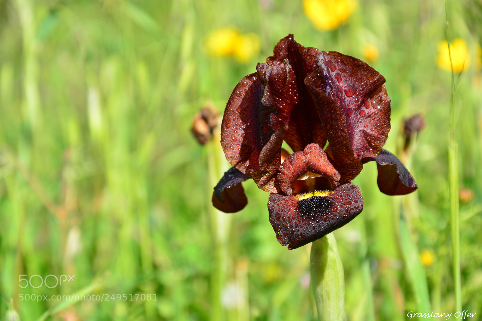 Nikon D7100 sample photo. Flor photography