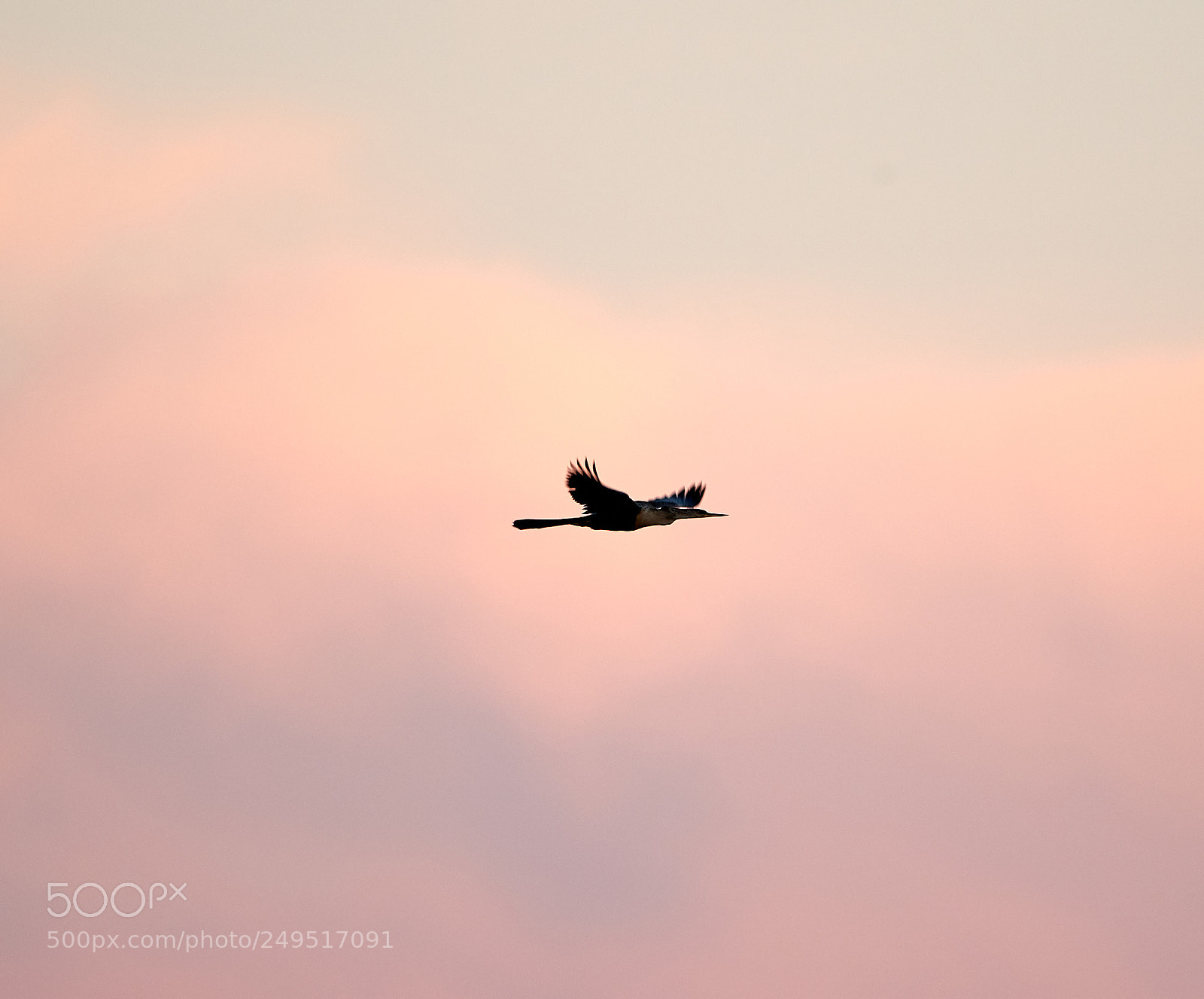 Canon EOS-1D X Mark II sample photo. 03-16-18-0008021.jpg photography
