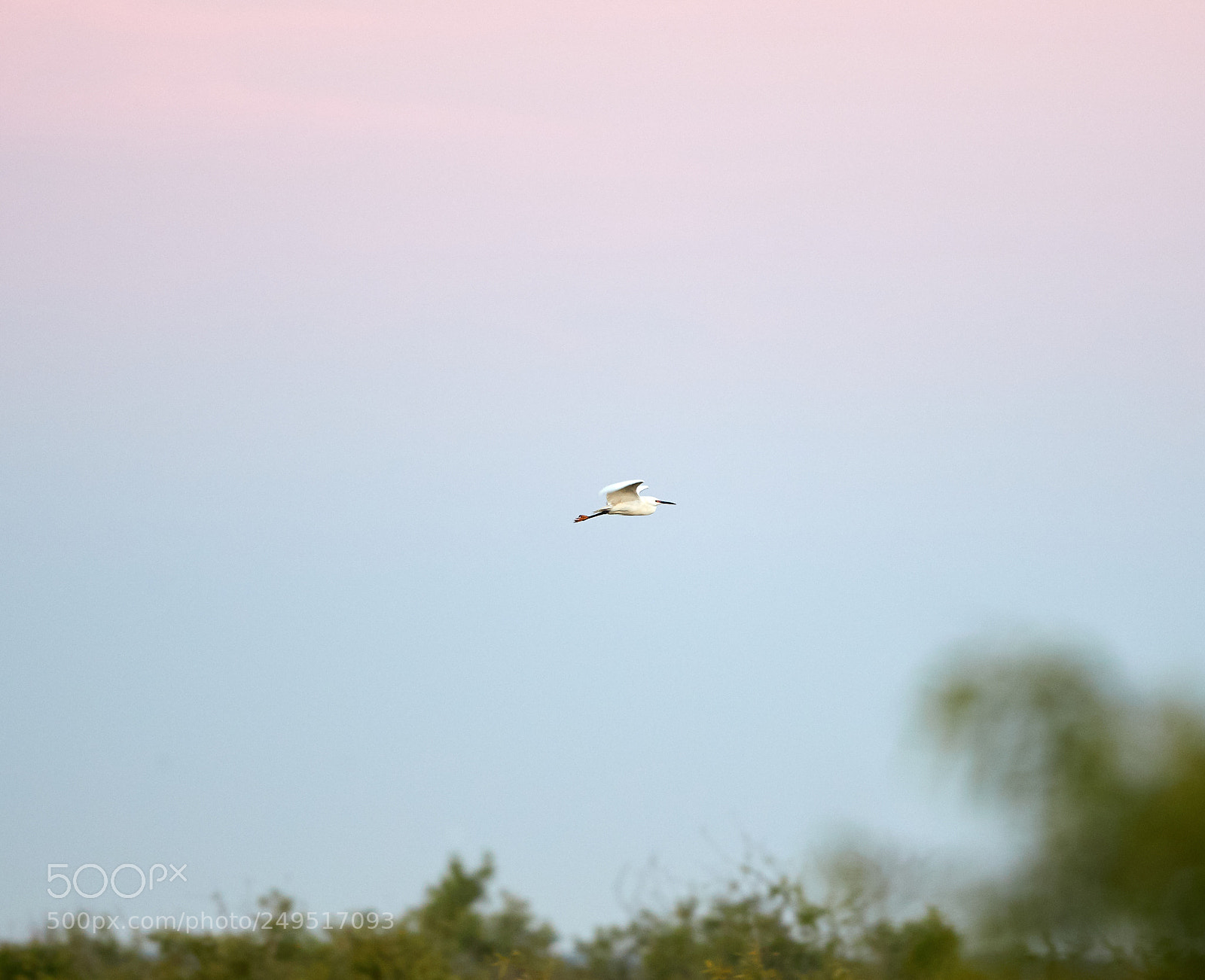 Canon EOS-1D X Mark II sample photo. 03-16-18-0008028.jpg photography