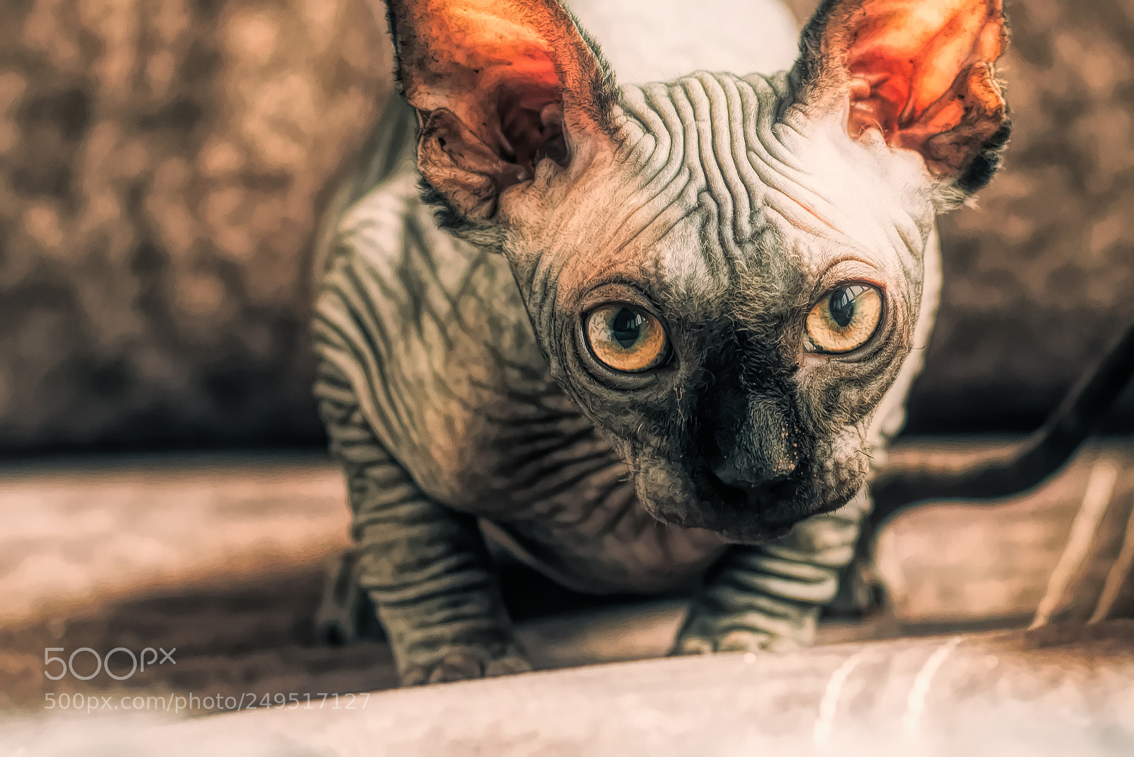 Nikon D810 sample photo. Egyptian cat photography