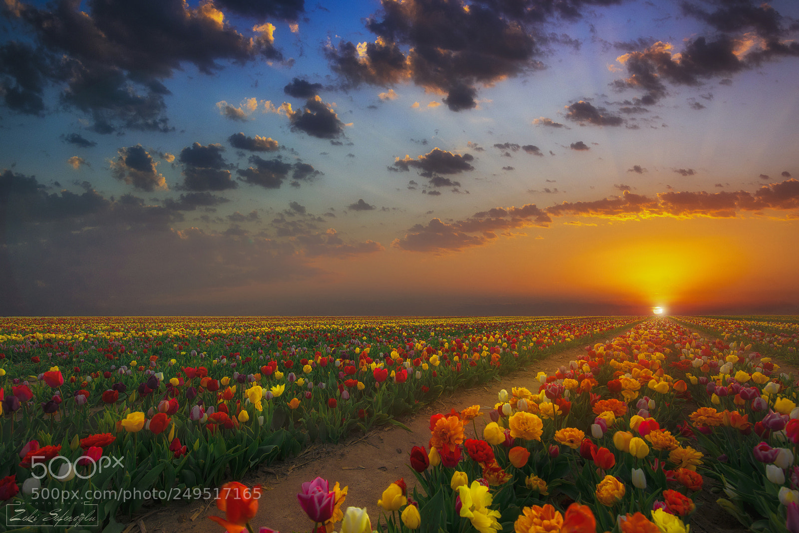 Nikon D810 sample photo. Tulip revolution ... photography
