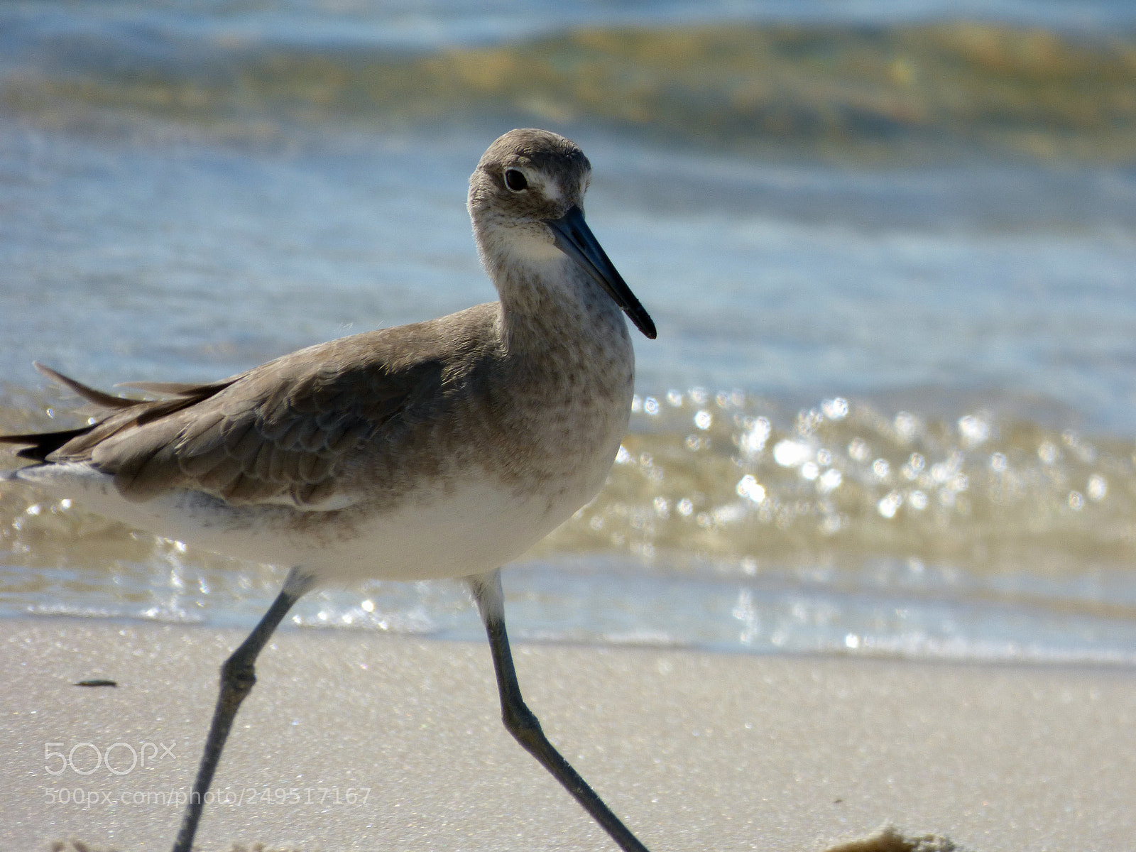 Panasonic Lumix DMC-FZ70 sample photo. Proud willet photography
