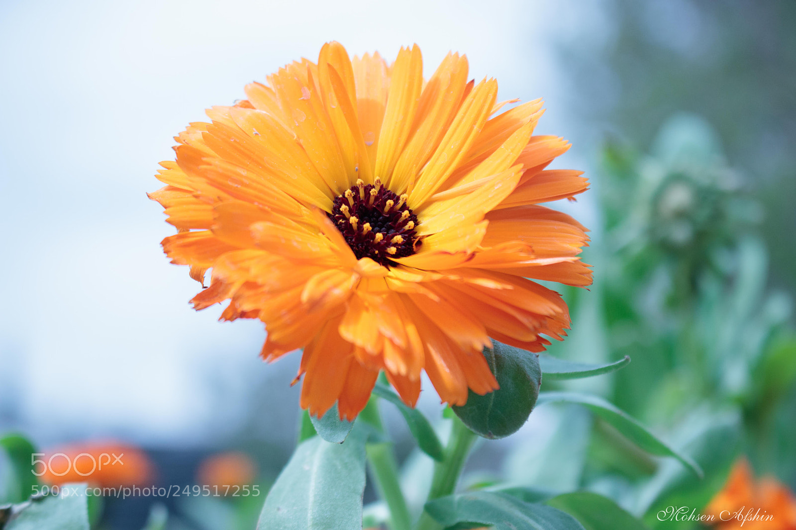 Canon EOS 77D (EOS 9000D / EOS 770D) sample photo. Spring photography
