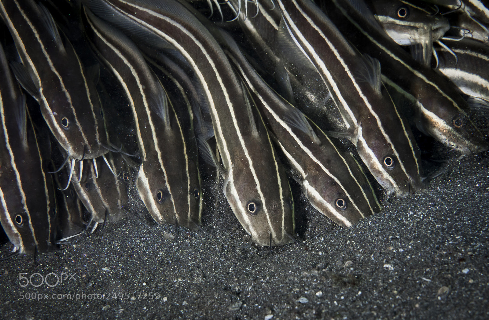 Canon EOS 5D Mark IV sample photo. Striped eel-catfish photography