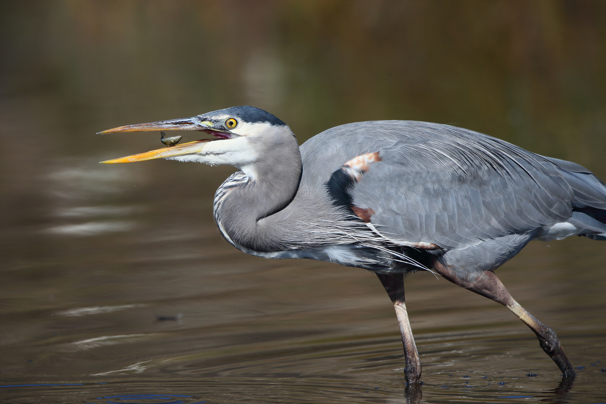 Canon EOS-1D X + Canon EF 500mm F4L IS II USM sample photo. Florida style ii photography