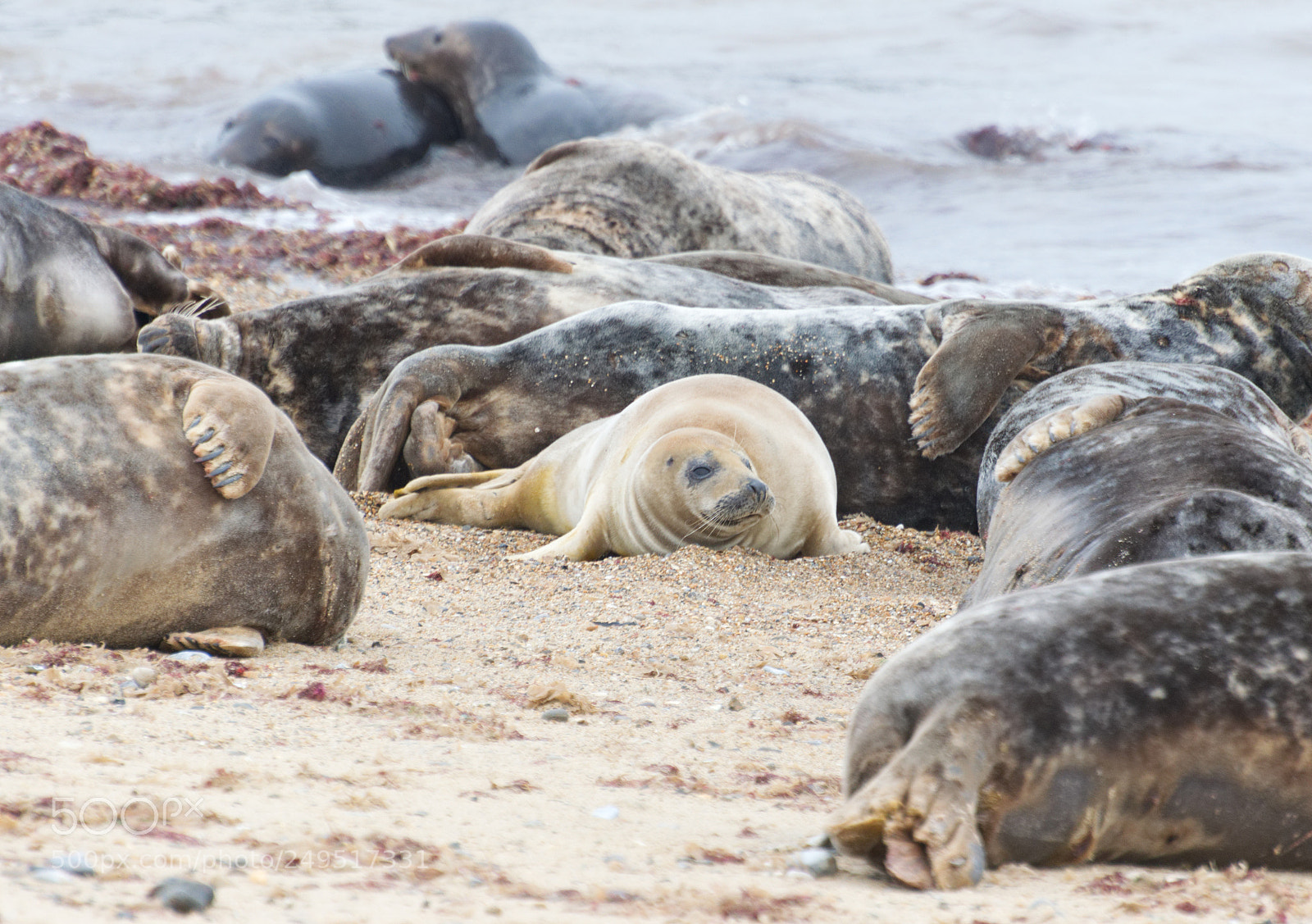 Nikon D5300 sample photo. Baby of the seal photography