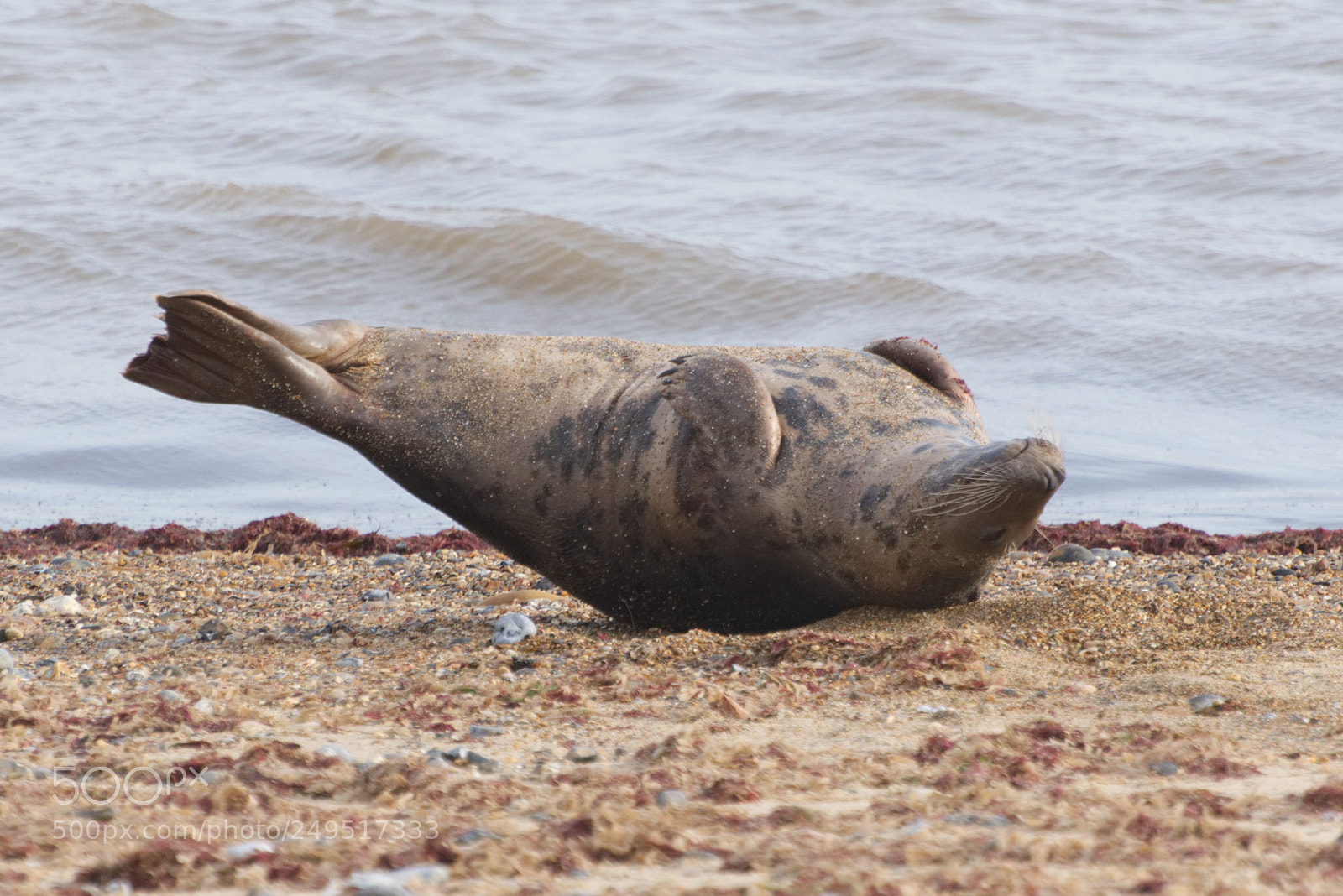 Nikon D5300 sample photo. Seal stretching photography