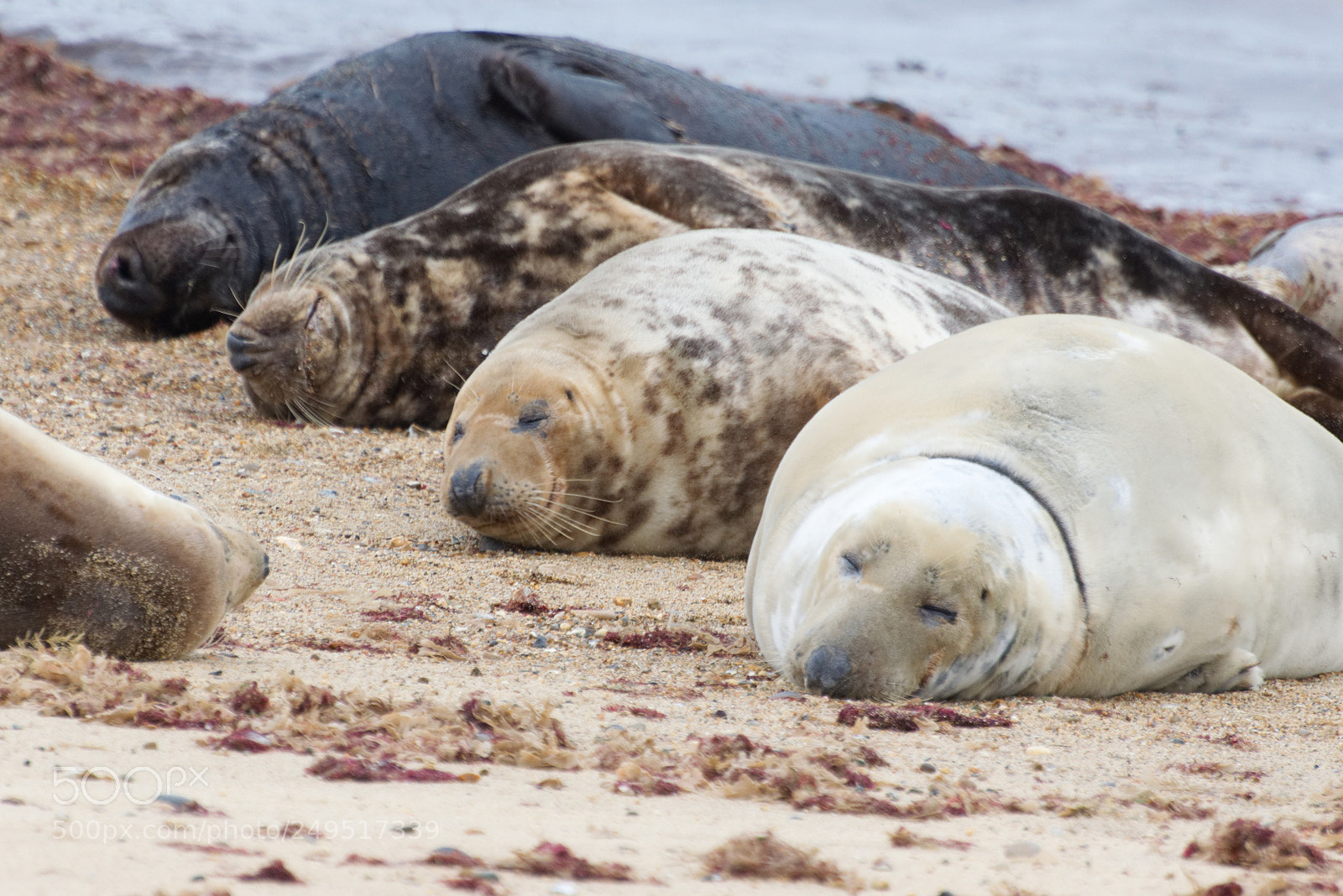 Nikon D5300 sample photo. Sleeping seals photography