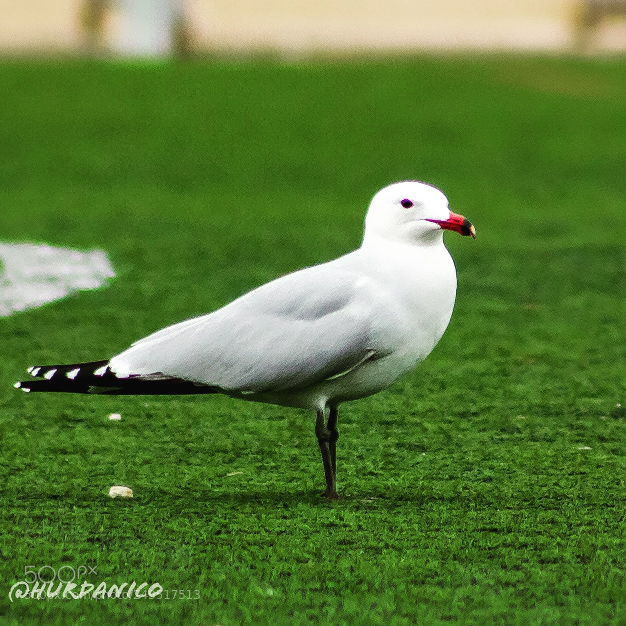 Canon EOS 450D (EOS Rebel XSi / EOS Kiss X2) sample photo. Soccer and seagull photography