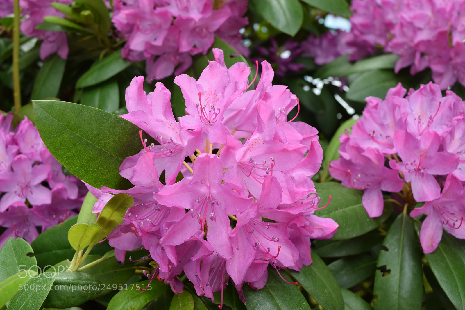 Nikon D3300 sample photo. Pretty in pink photography