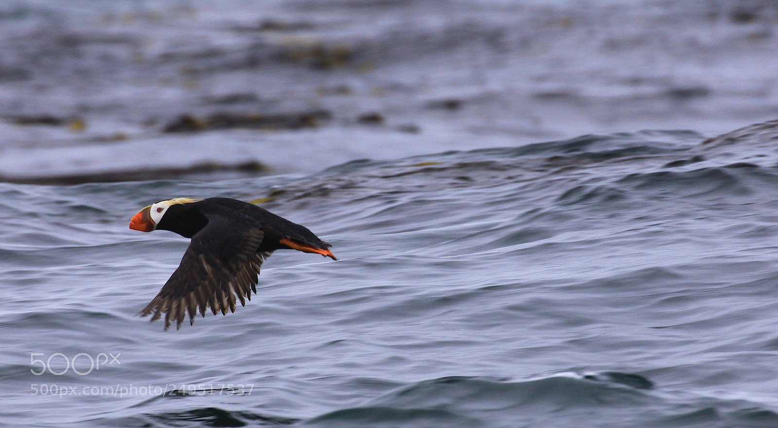 Canon EOS 50D sample photo. Wave wanderer photography
