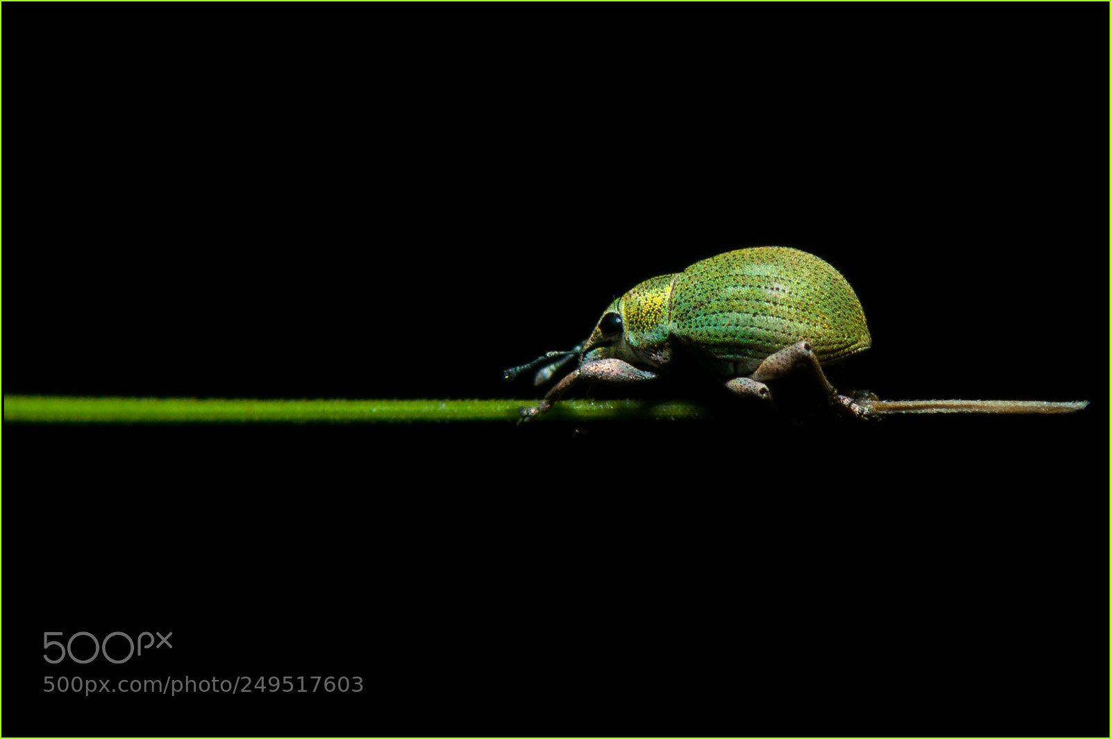 Nikon D300S sample photo. Beetle photography