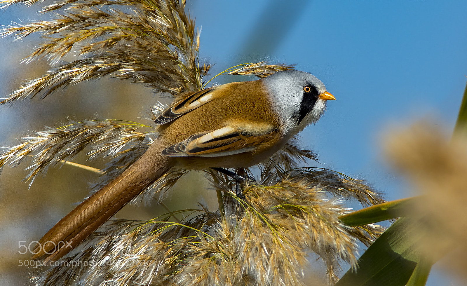 Nikon D7100 sample photo. Bearded reedling photography