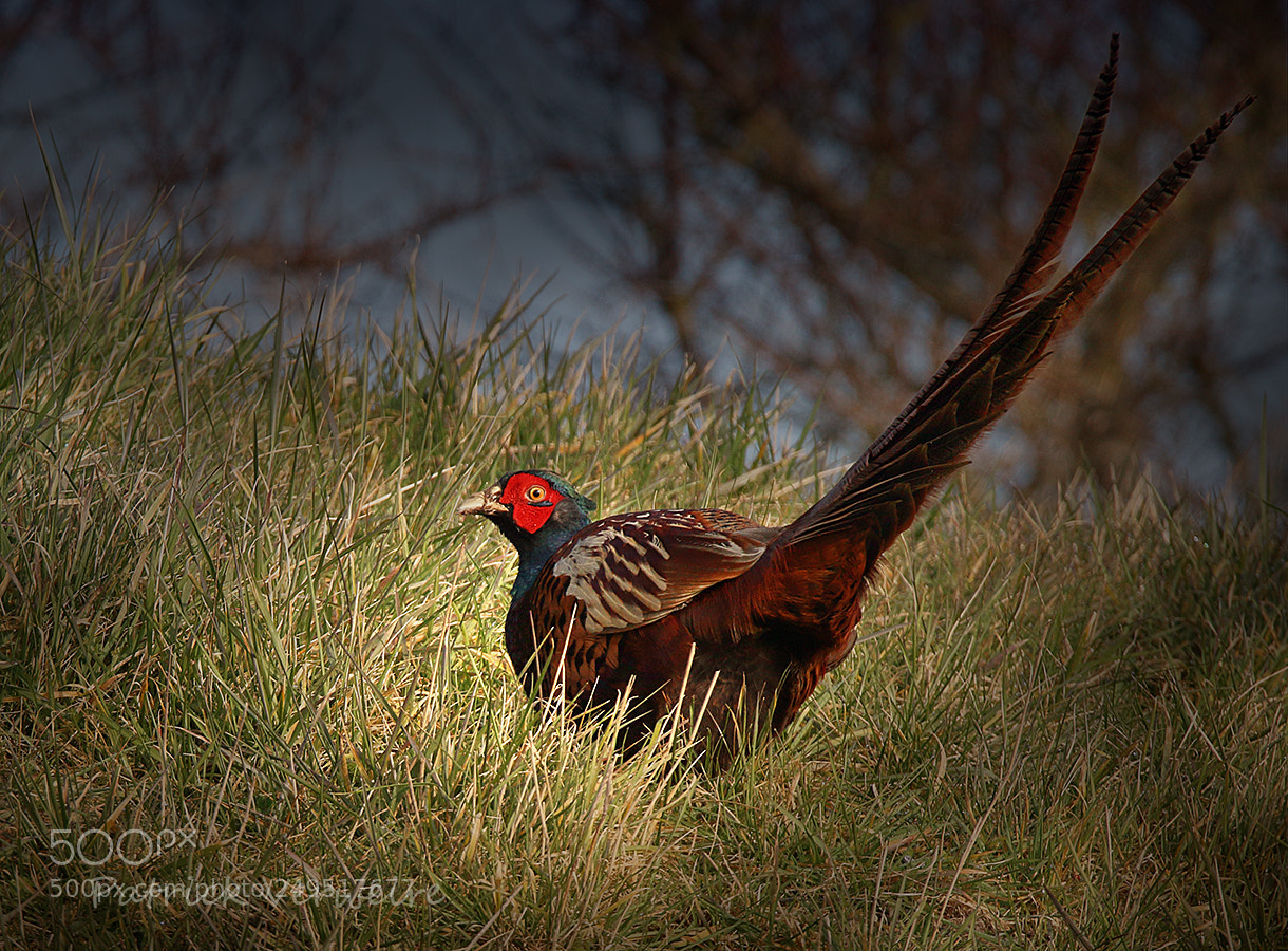 Canon EOS 650D (EOS Rebel T4i / EOS Kiss X6i) sample photo. Can-can pheasant [remake] photography