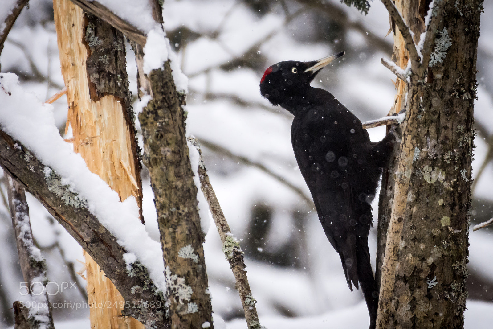 Nikon D7200 sample photo. Woody photography