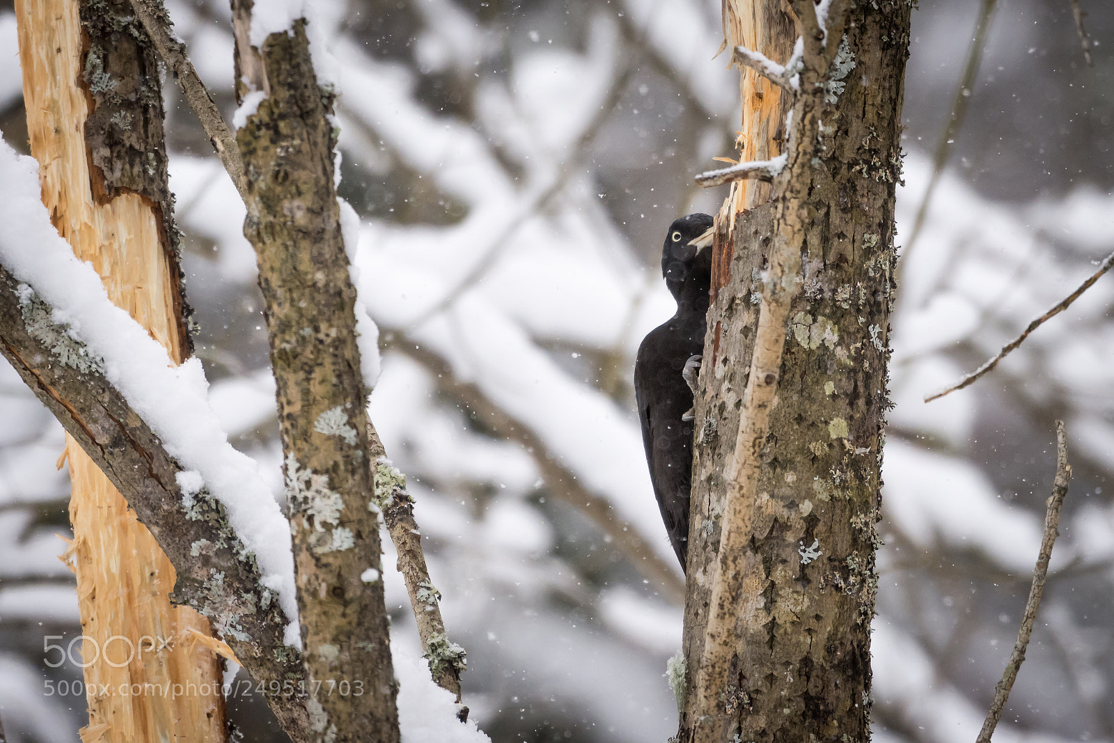 Nikon D7200 sample photo. Woody photography
