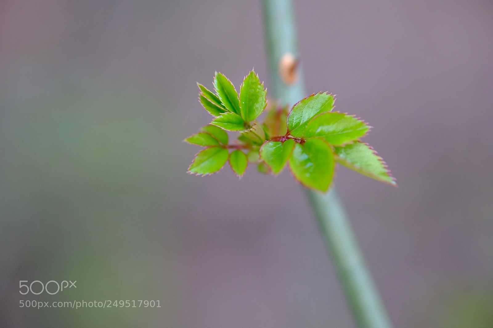 Fujifilm X-T2 sample photo. Promesse de roses photography
