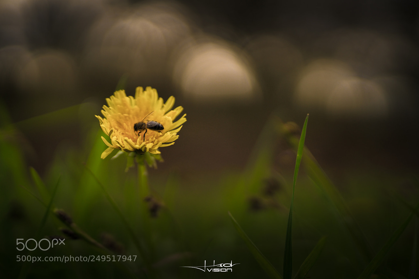 Sony a7R II sample photo. ??? photography