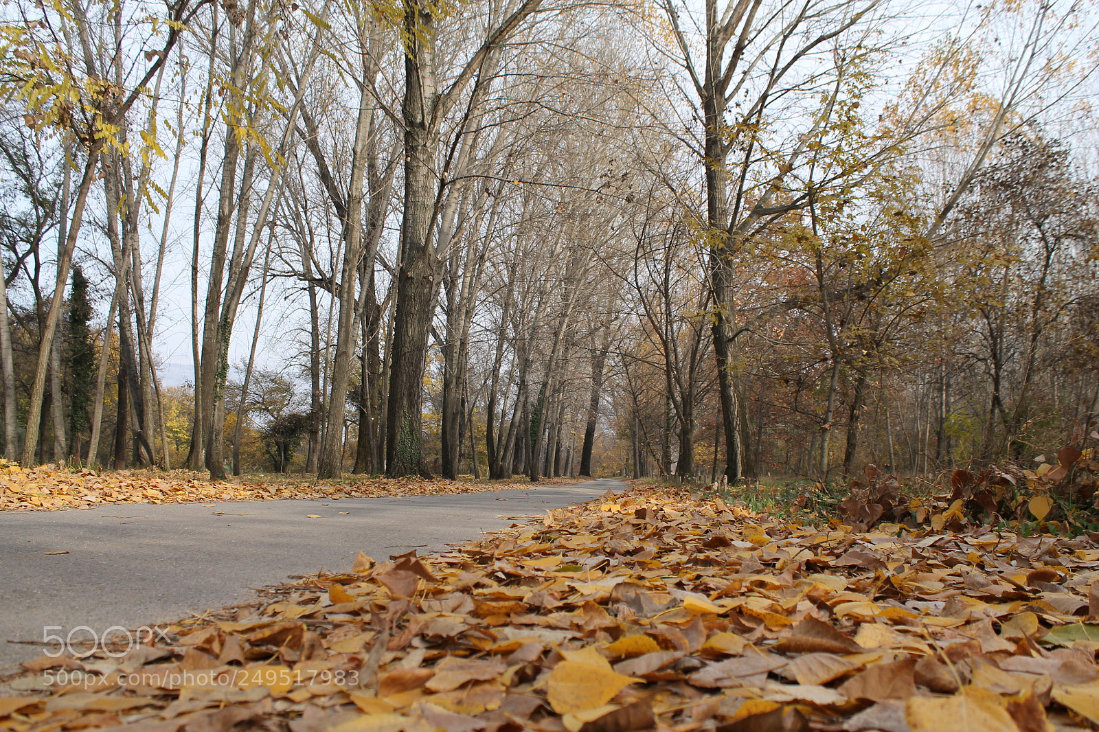 Canon EOS 1100D (EOS Rebel T3 / EOS Kiss X50) sample photo. Autumn photography