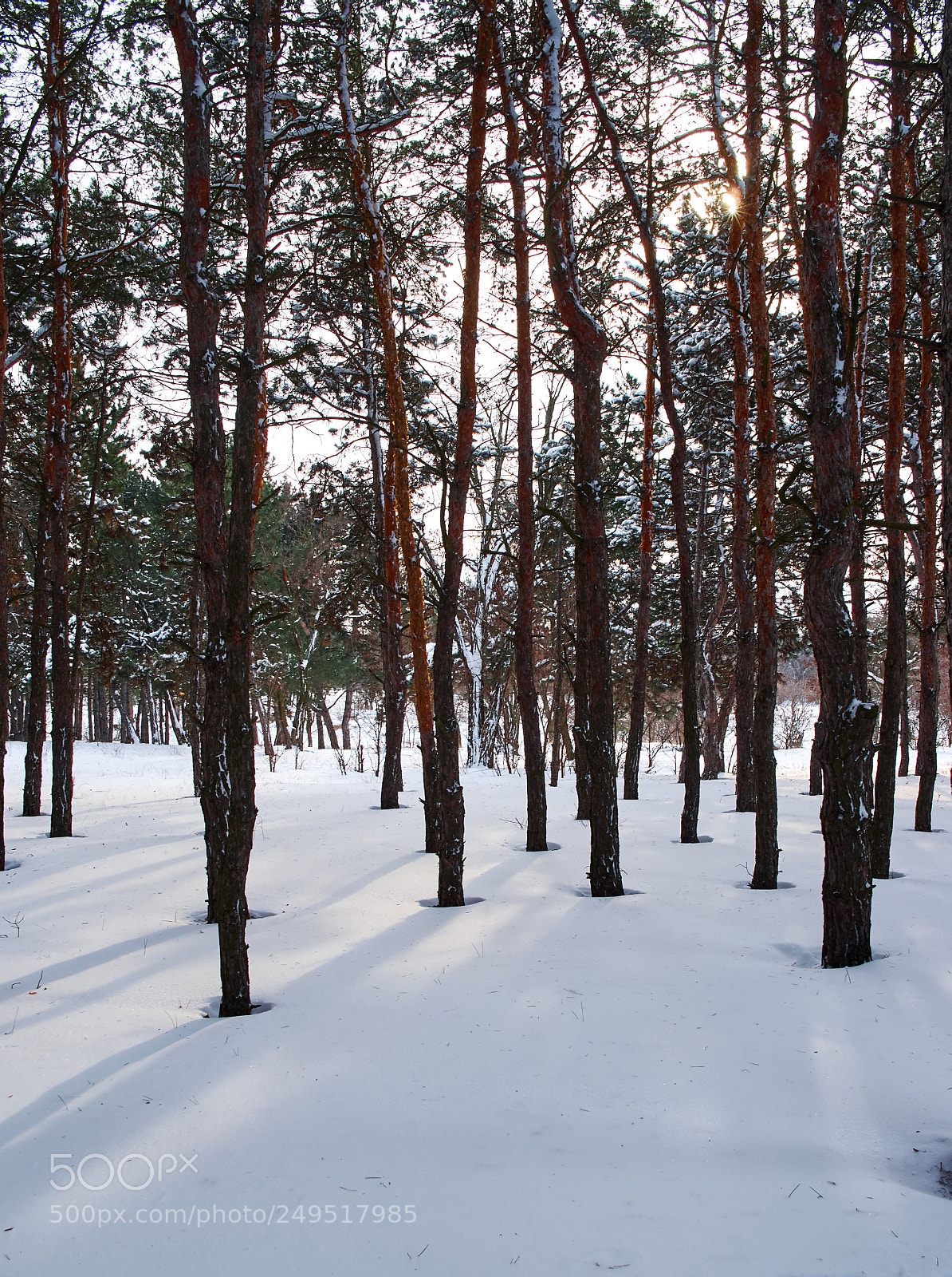 Pentax K-5 II sample photo. Sun behind the pines photography