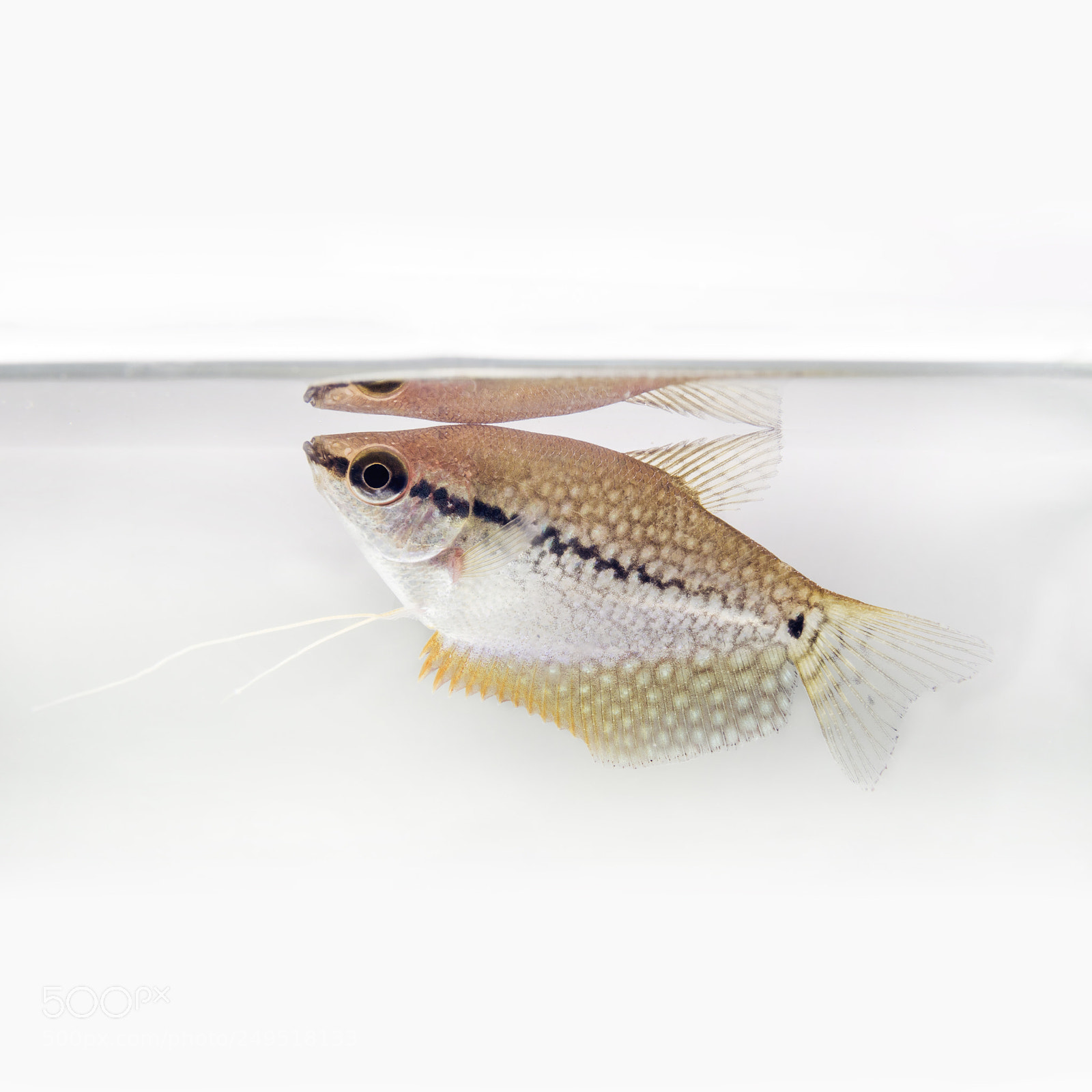 Canon EOS 750D (EOS Rebel T6i / EOS Kiss X8i) sample photo. Pearl gourami photography