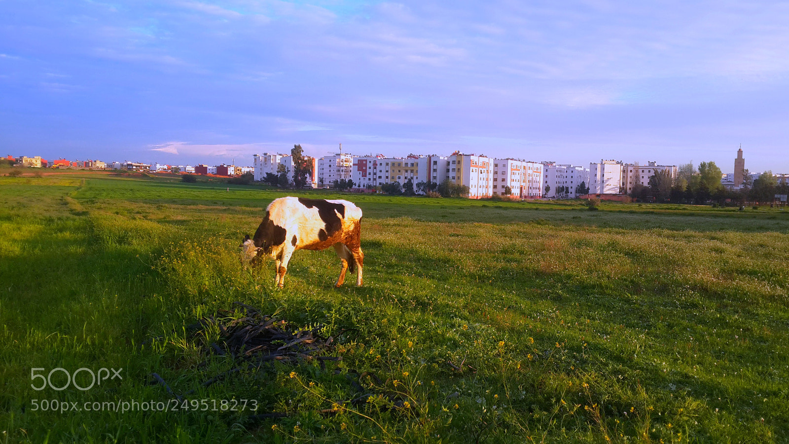 Samsung Galaxy S4 sample photo. The caw grazing photography