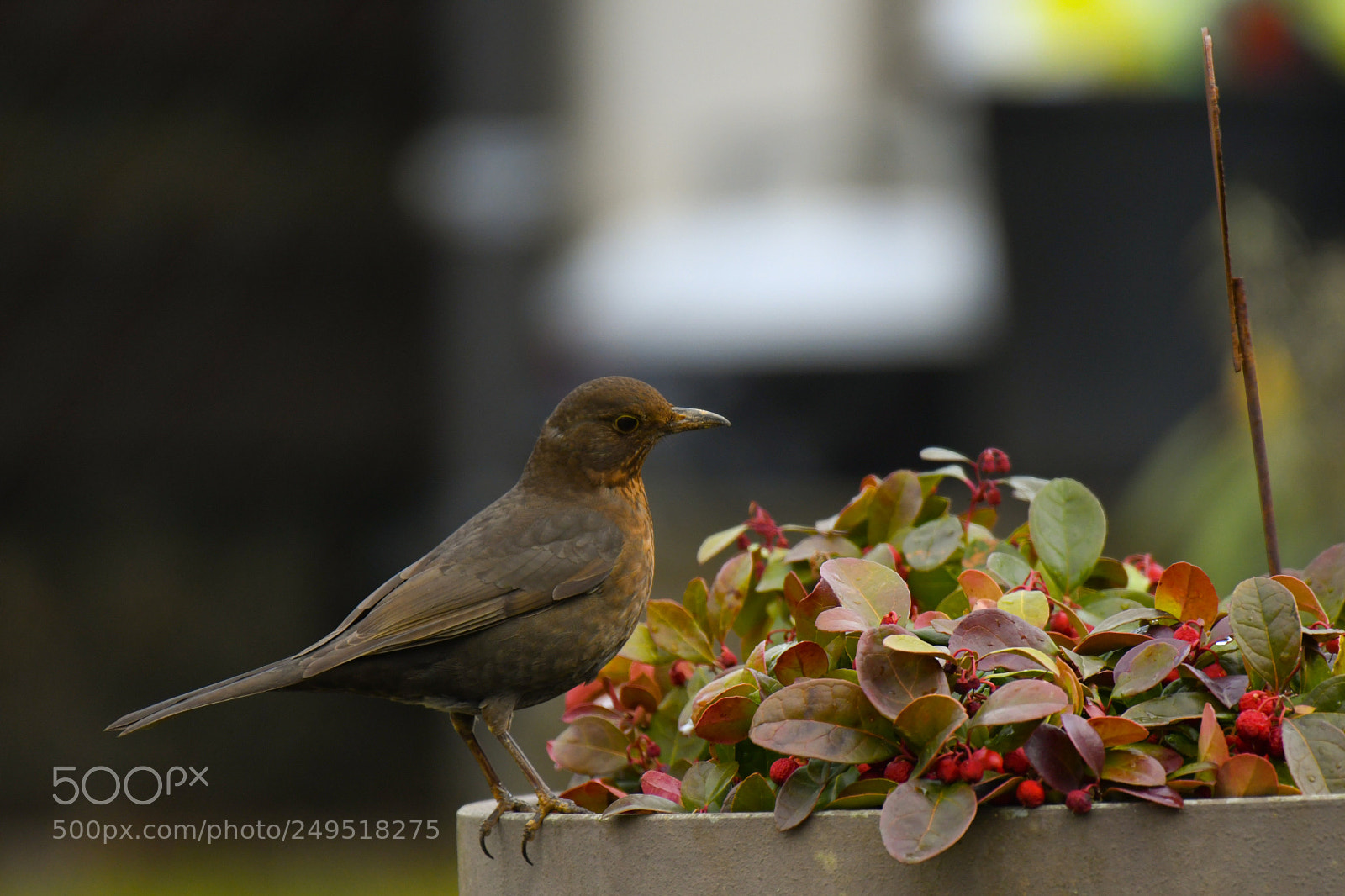 Nikon D7500 sample photo. Untitled photography