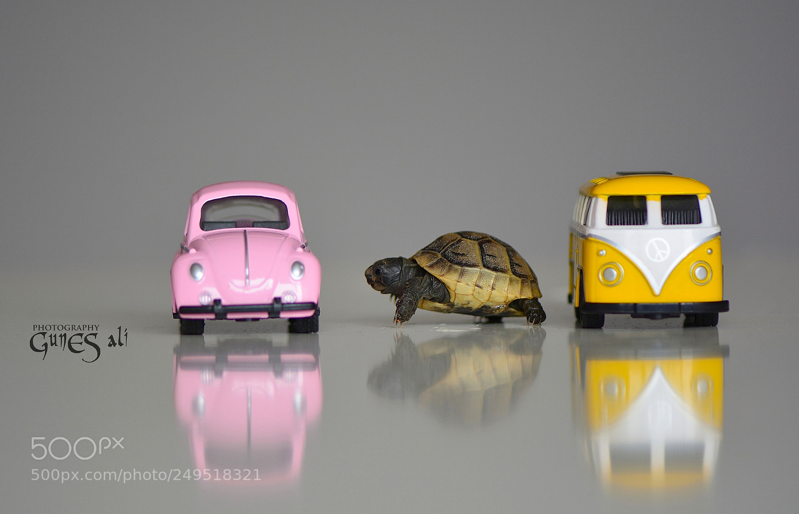 Nikon D7100 sample photo. Minik kaplumbağa photography