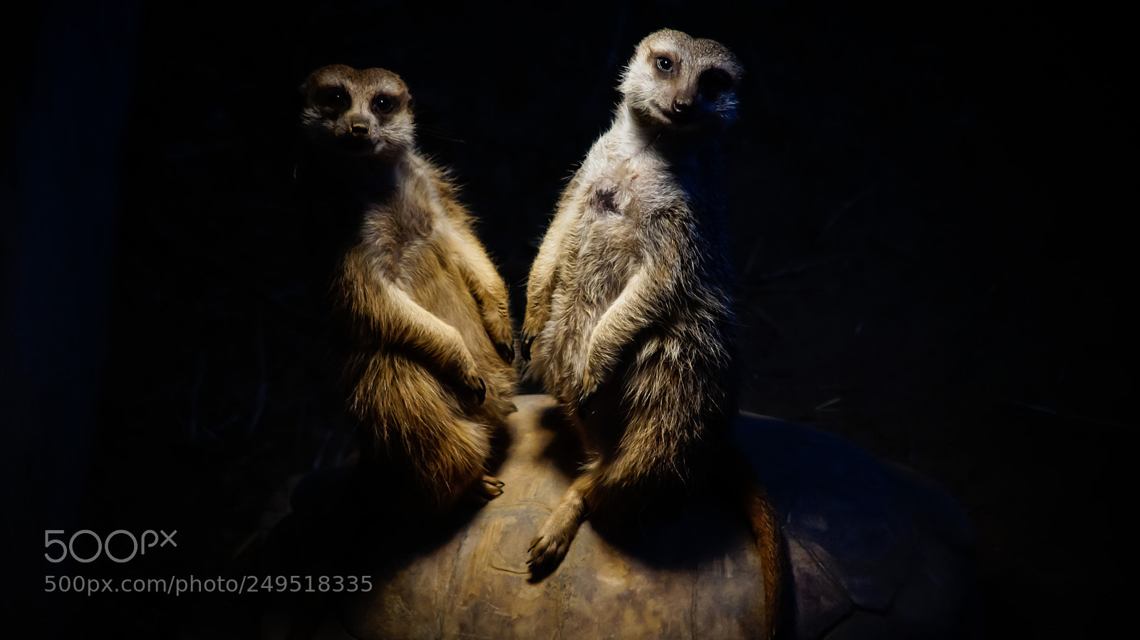 Sony SLT-A58 sample photo. Meerkats get heat on photography