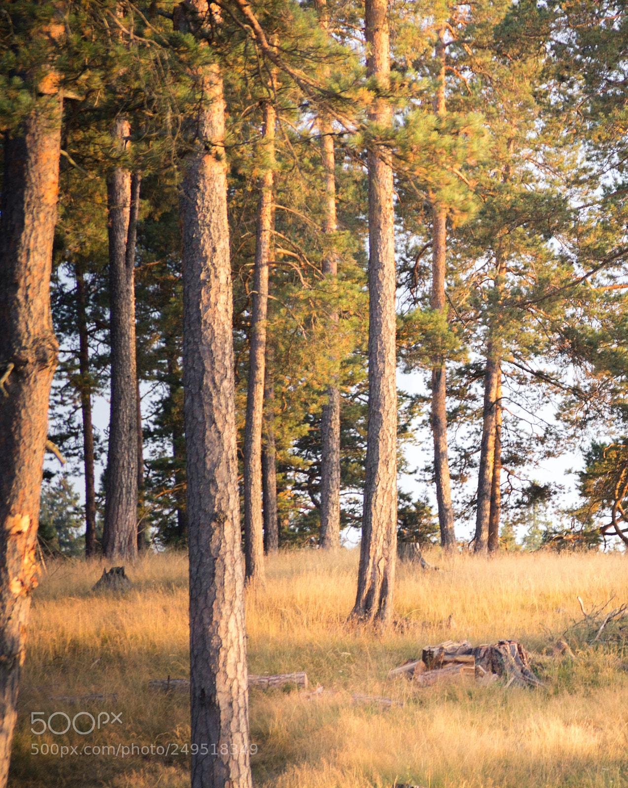 Canon EOS 60D sample photo. Pine forest on the photography