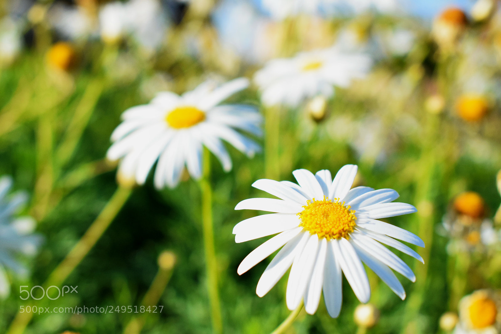 Nikon D5300 sample photo. Flowers photography