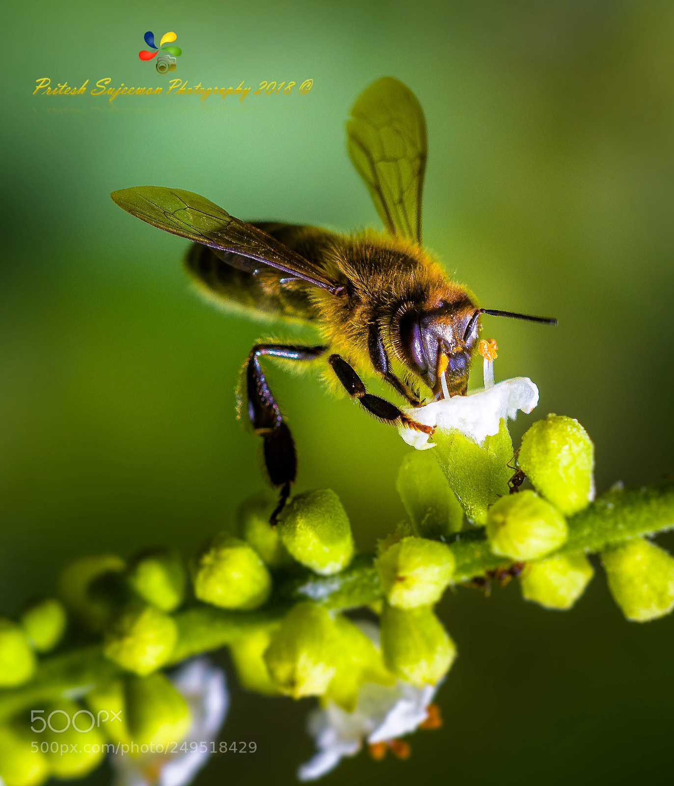Nikon D500 sample photo. A bee busy pollinating photography