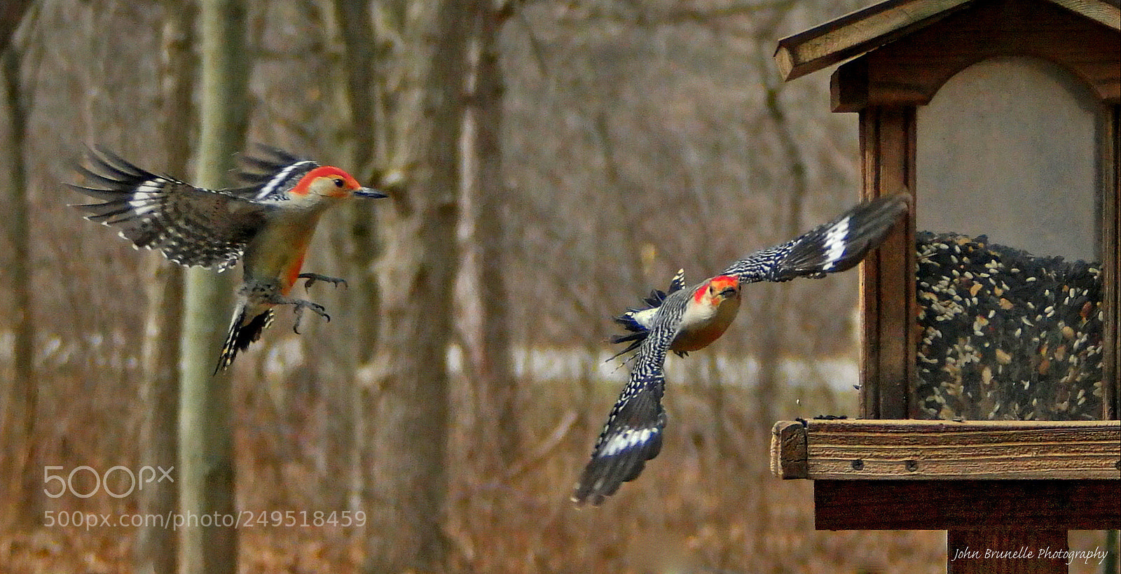 Samsung NX500 sample photo. Two woodpeckers march 16 photography