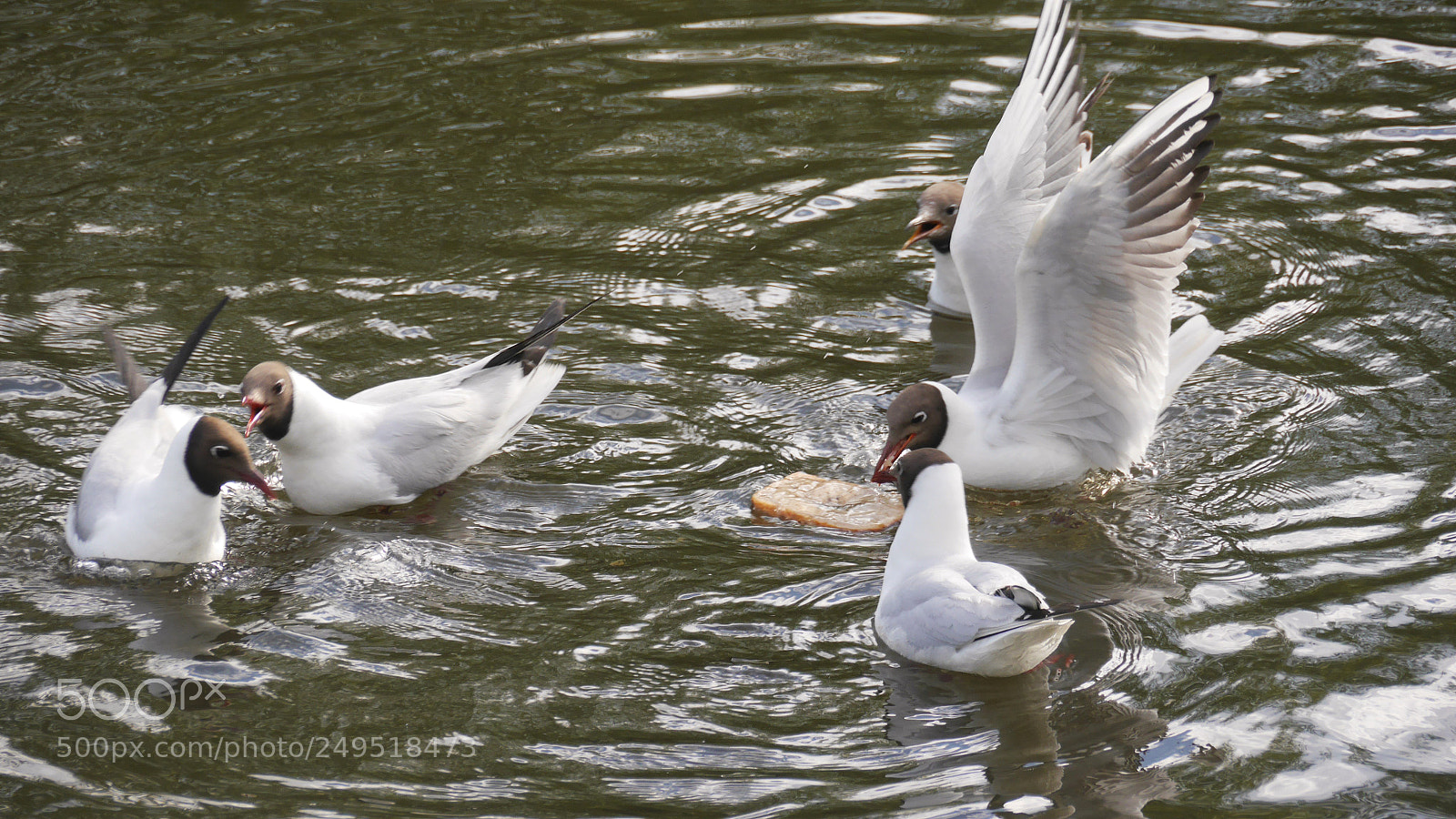 Panasonic Lumix DMC-G6 sample photo. Hierarchy photography