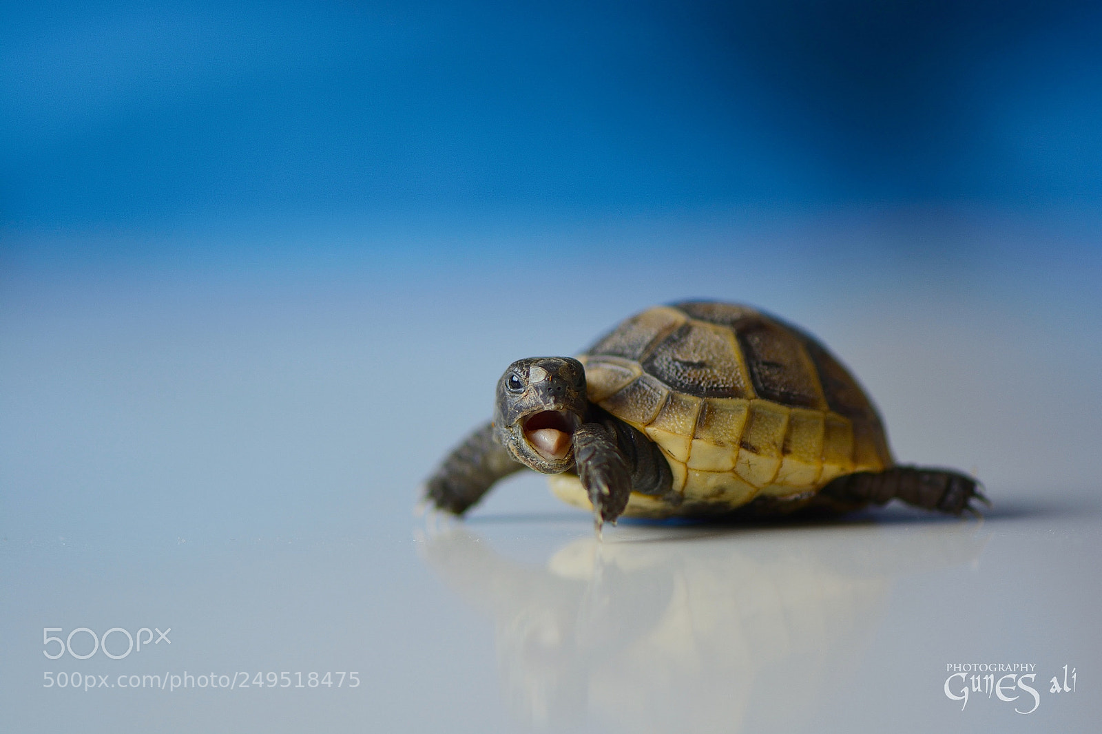 Nikon D7100 sample photo. Minik photography