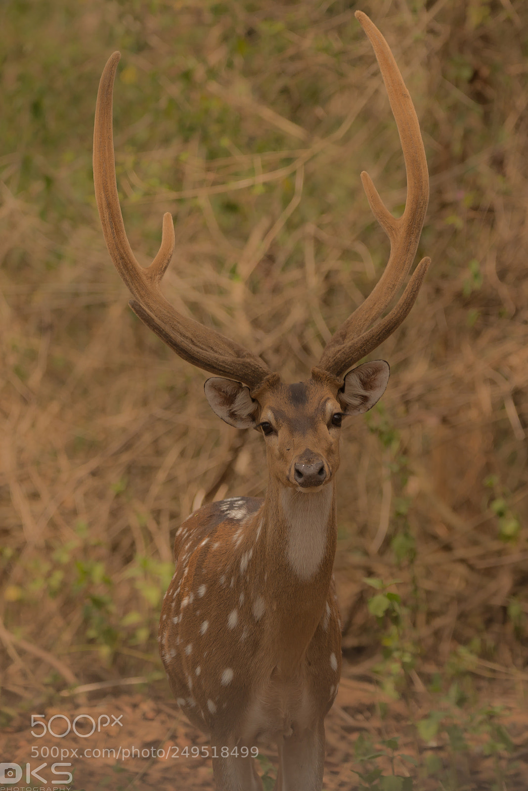 Nikon D610 sample photo. Deer photography