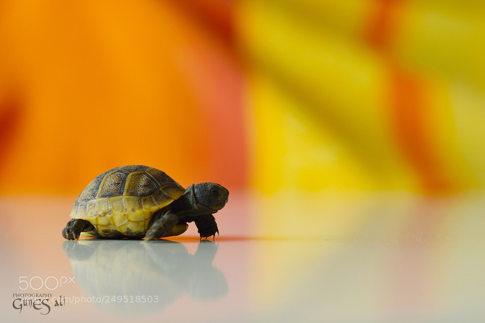 Nikon D7100 sample photo. Minik photography