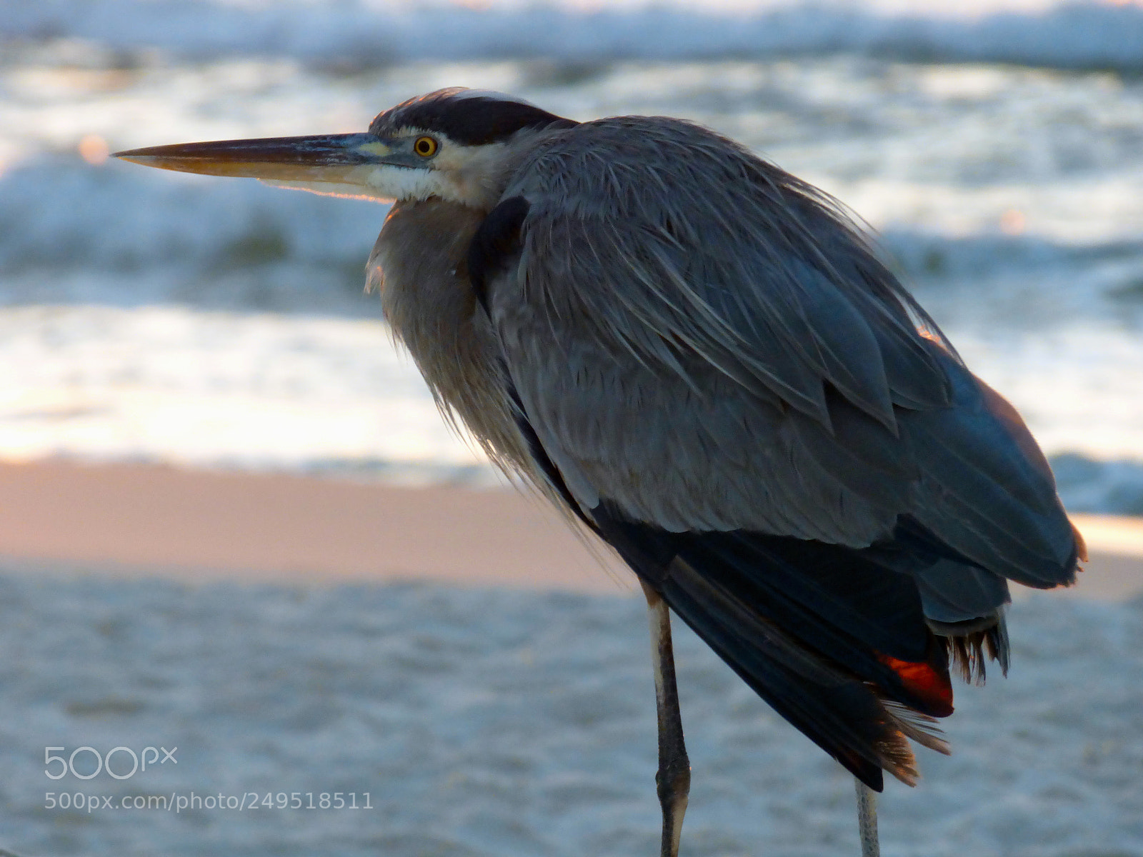 Panasonic Lumix DMC-FZ70 sample photo. Idle heron photography