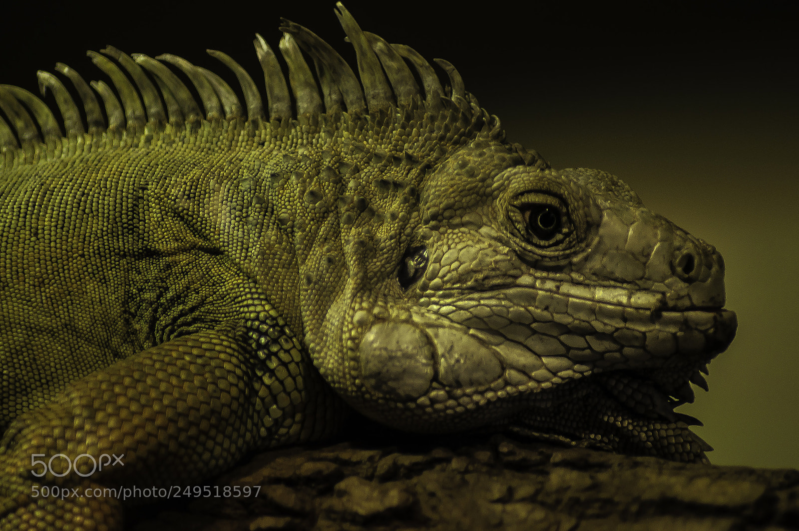 Nikon D5000 sample photo. Lizard photography