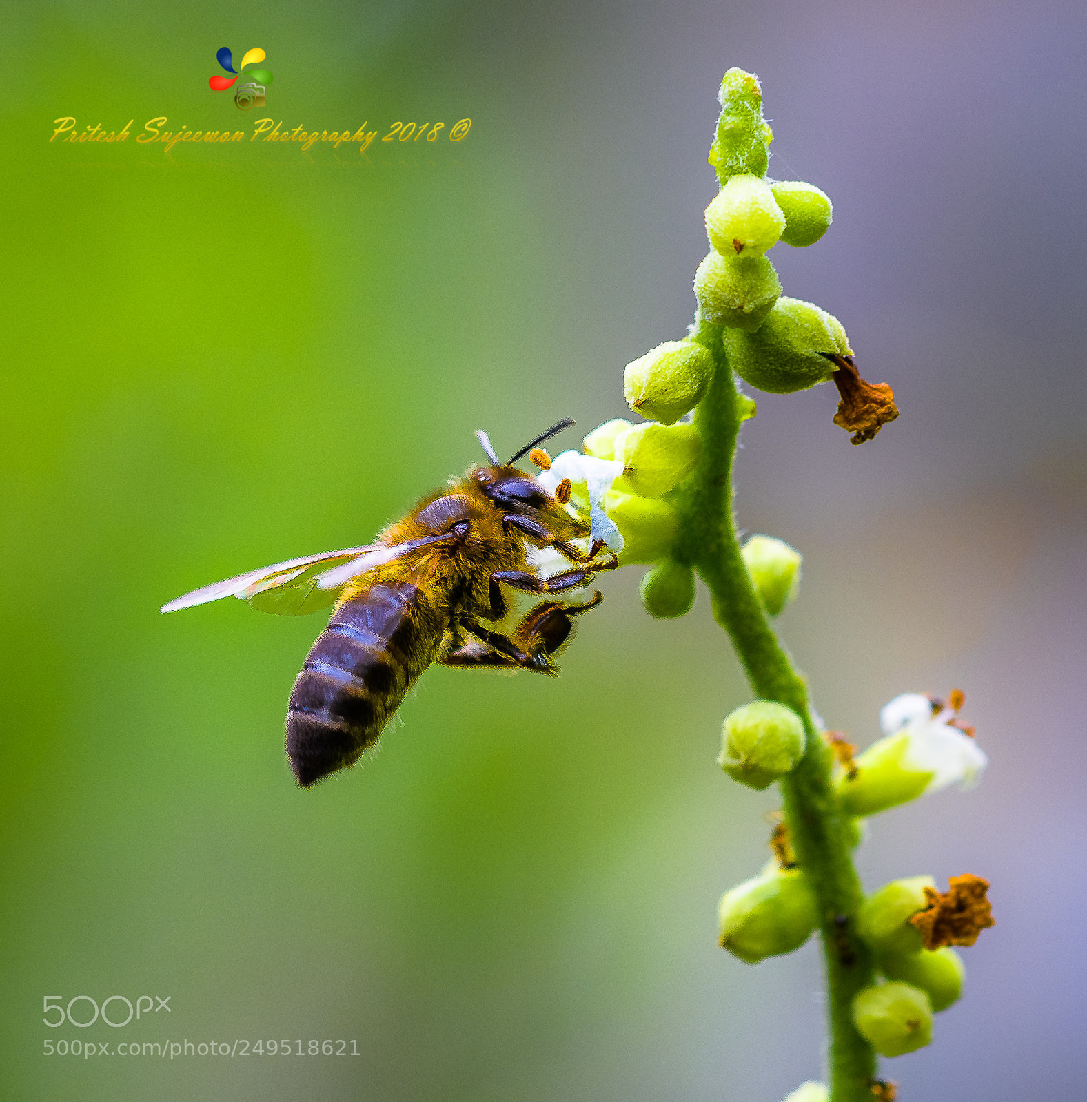 Nikon D500 sample photo. A bee busy pollinating photography