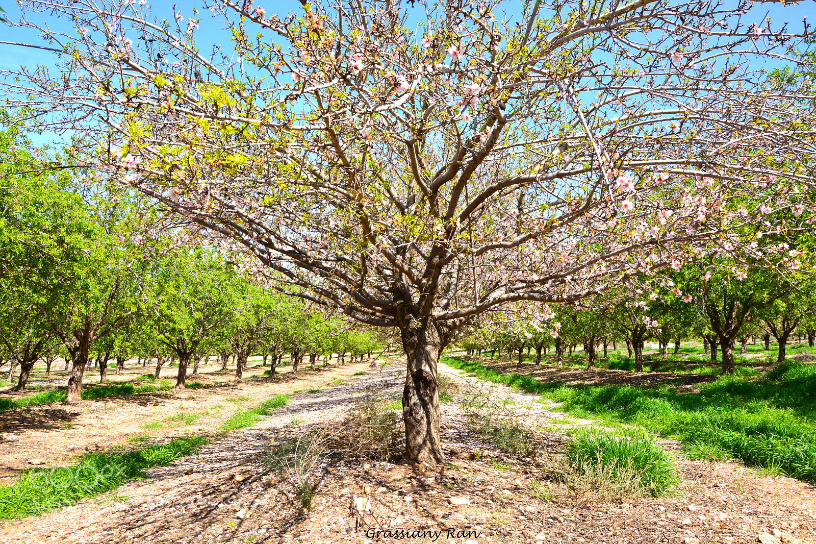 Nikon D7100 sample photo. Arbol photography