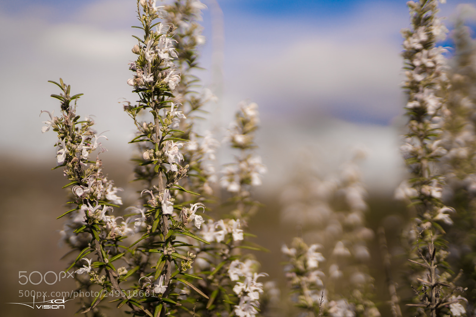 Sony a7R II sample photo. ??? photography