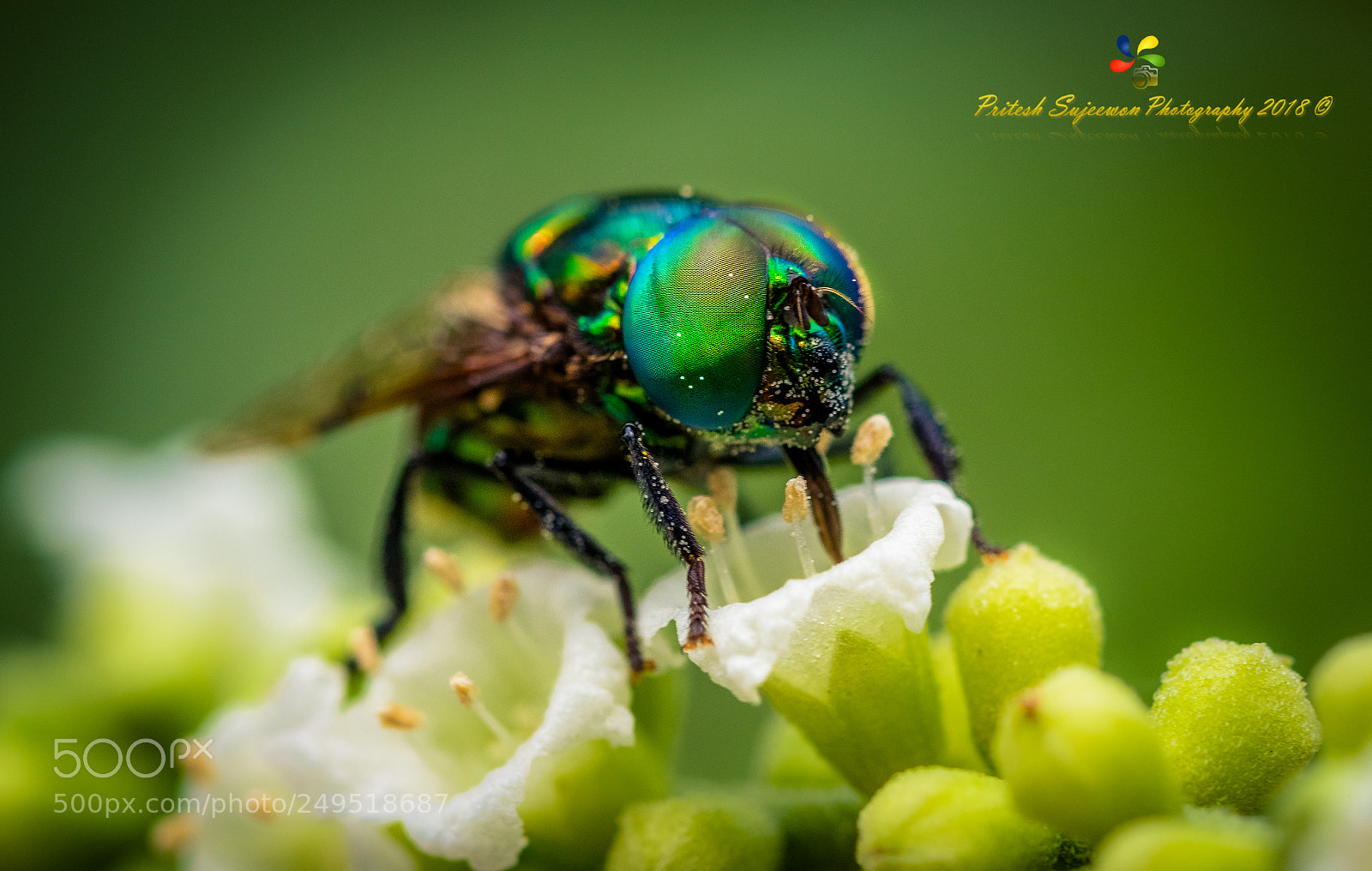 Nikon D500 sample photo. Housefly sucking on nectar. photography