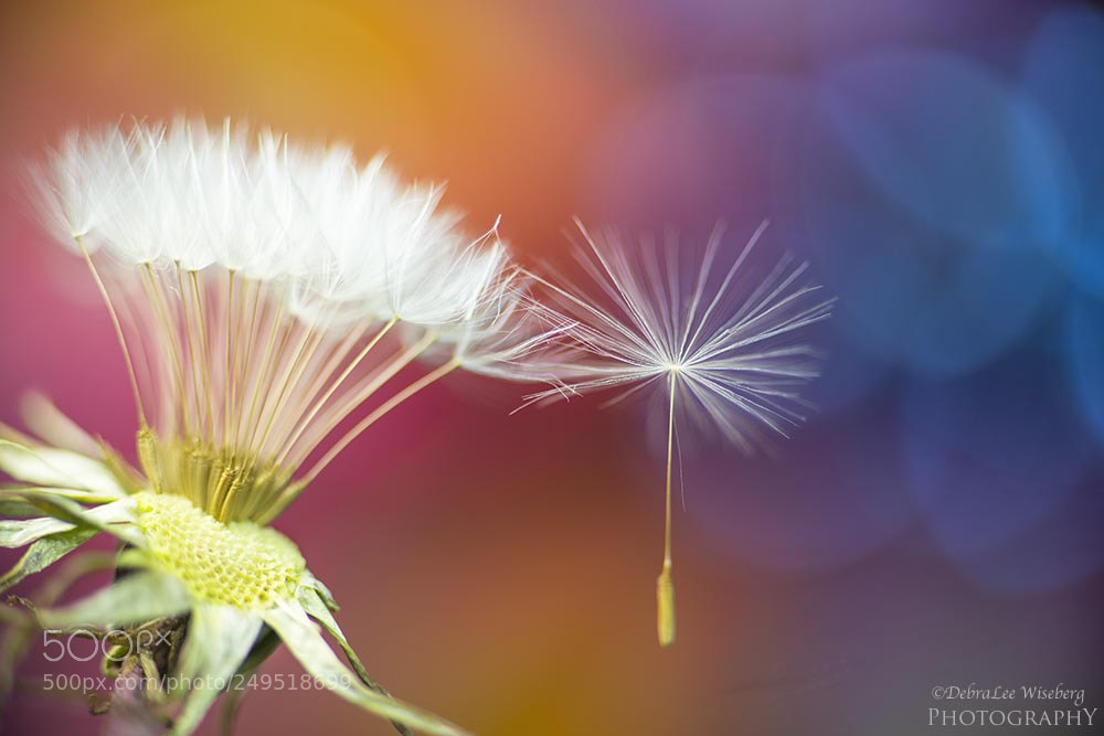 Nikon D800 sample photo. Only kindness matters photography