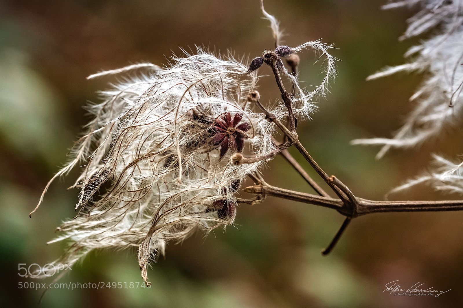 Fujifilm X-T2 sample photo. Fine nature art photography